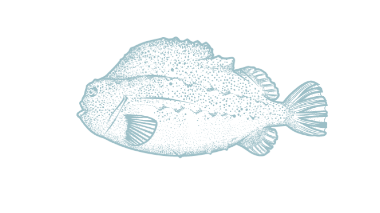 Lumpfish