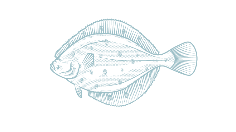 Plaice