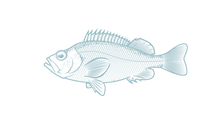 Redfish